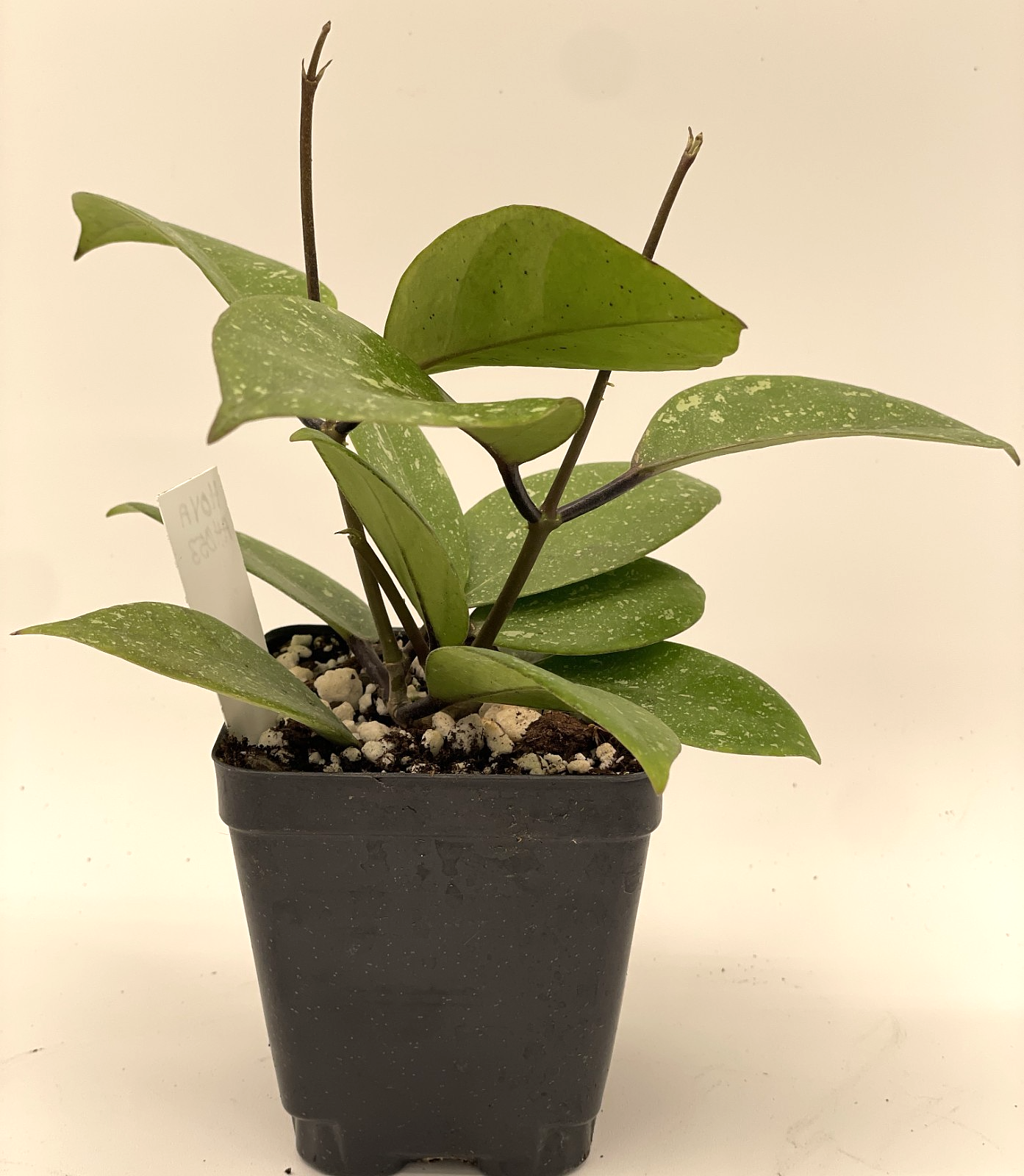 Hoya AH053 Rare! Fully Rooted Grown In 3.5" pot - SO HEALTHY!