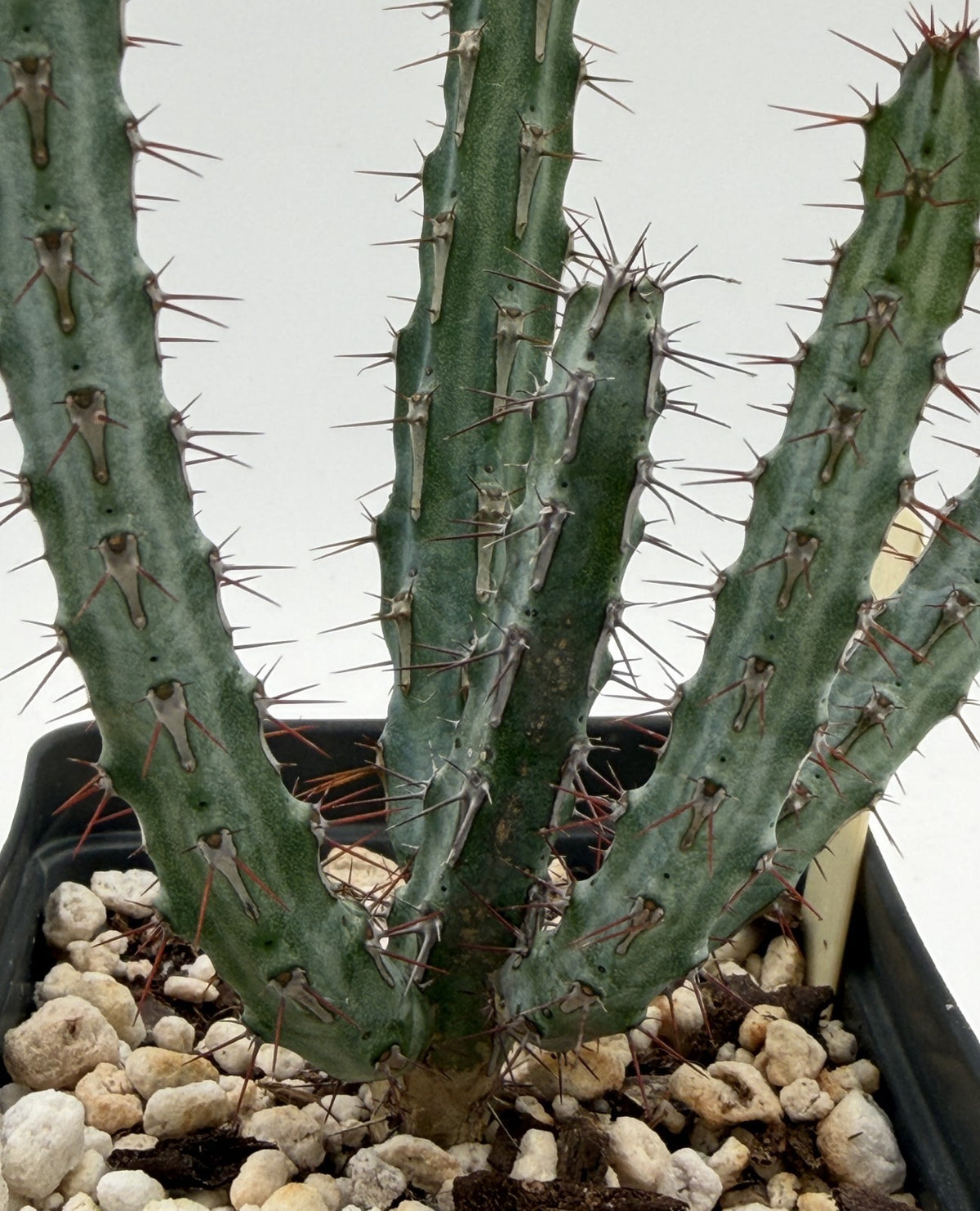 Euphorbia Louwii - 3.5 Inch Pot - Rare - Super Healthy! USA Grown!