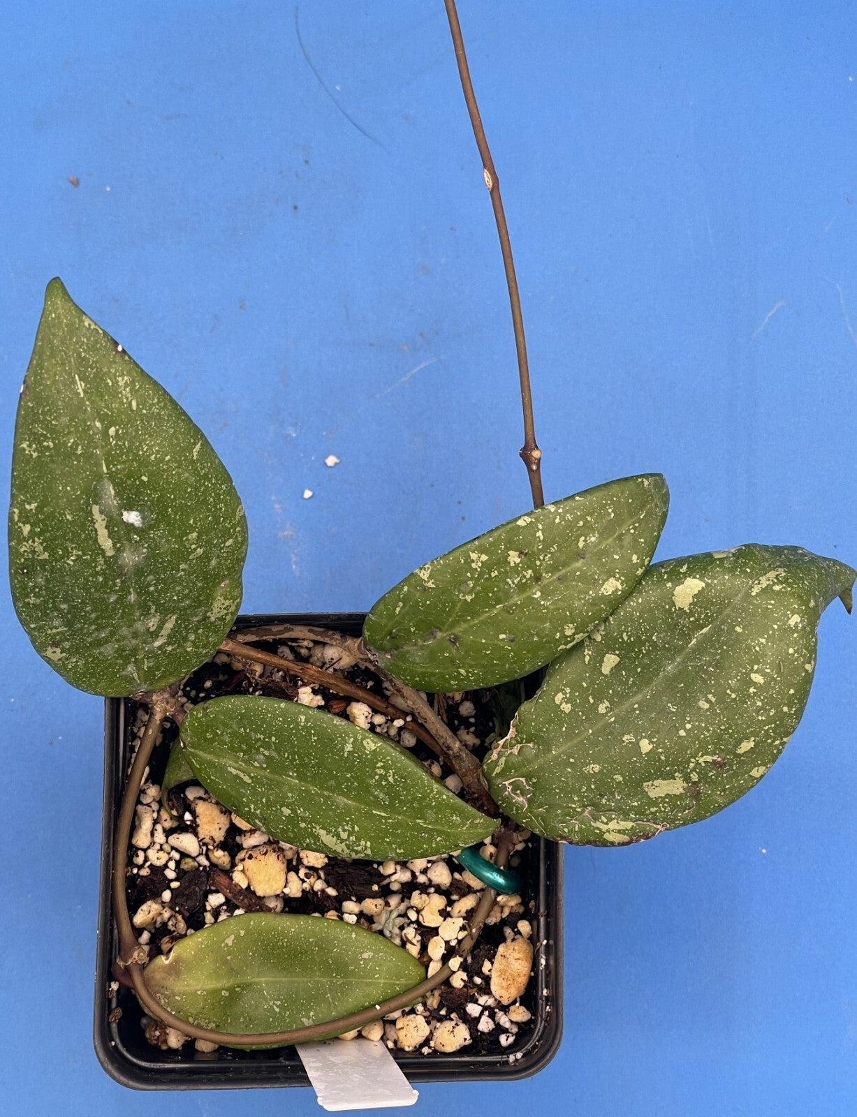 Hoya 'Vietnam AH001'  RARE! Exact Plant! Rooted  Grown In 3.5" Pot (3)