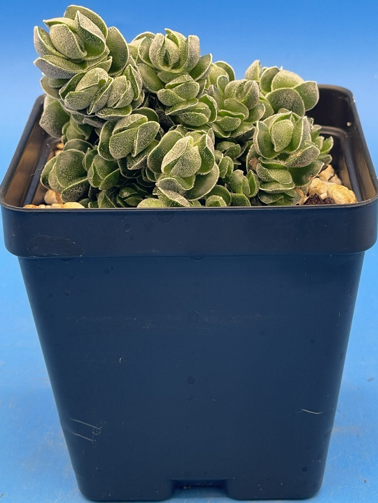 Crassula Pangolin RARE Crassula Hybrid - Ships in 3.5” pot (Y1)