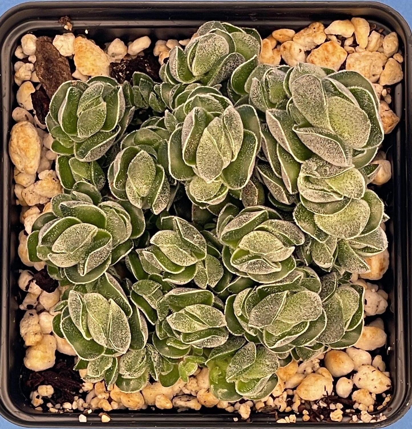Crassula Pangolin RARE Crassula Hybrid - Ships in 3.5” pot (Y1)
