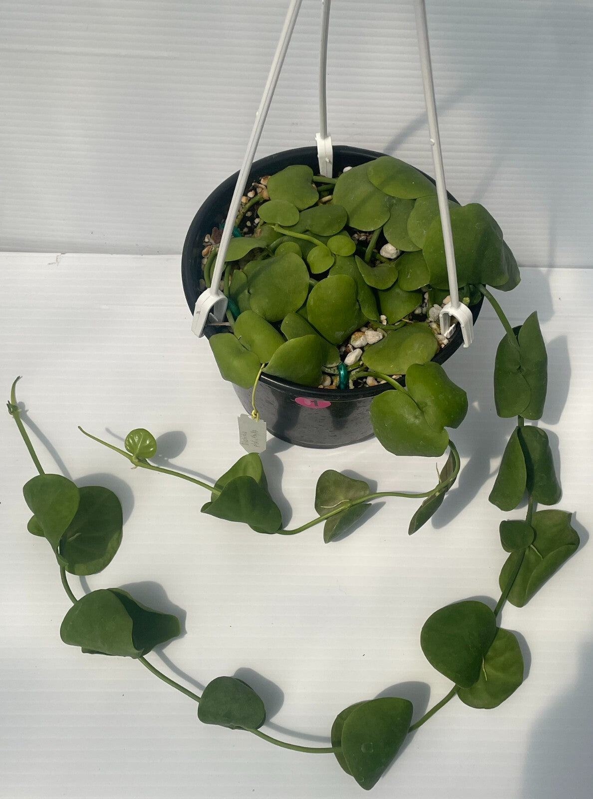 Dischidia Platyphylla - 6” Hanging Basket Pot- Super Healthy!! (1)