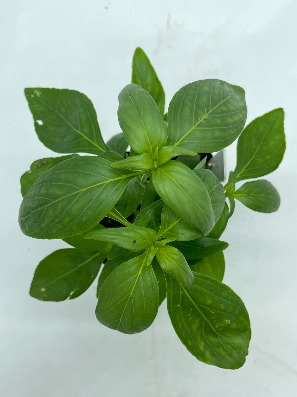 Green Chiretta Live Plant 3" Starter Pot - Andrographis Paniculata