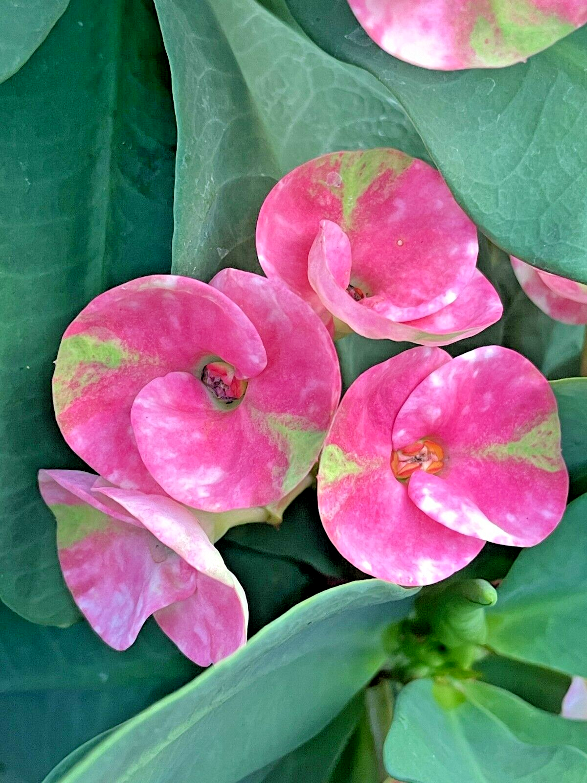 Crown Of Thorns Red Millionaire Korean Hybrid Euphorbia Milii Hybrid