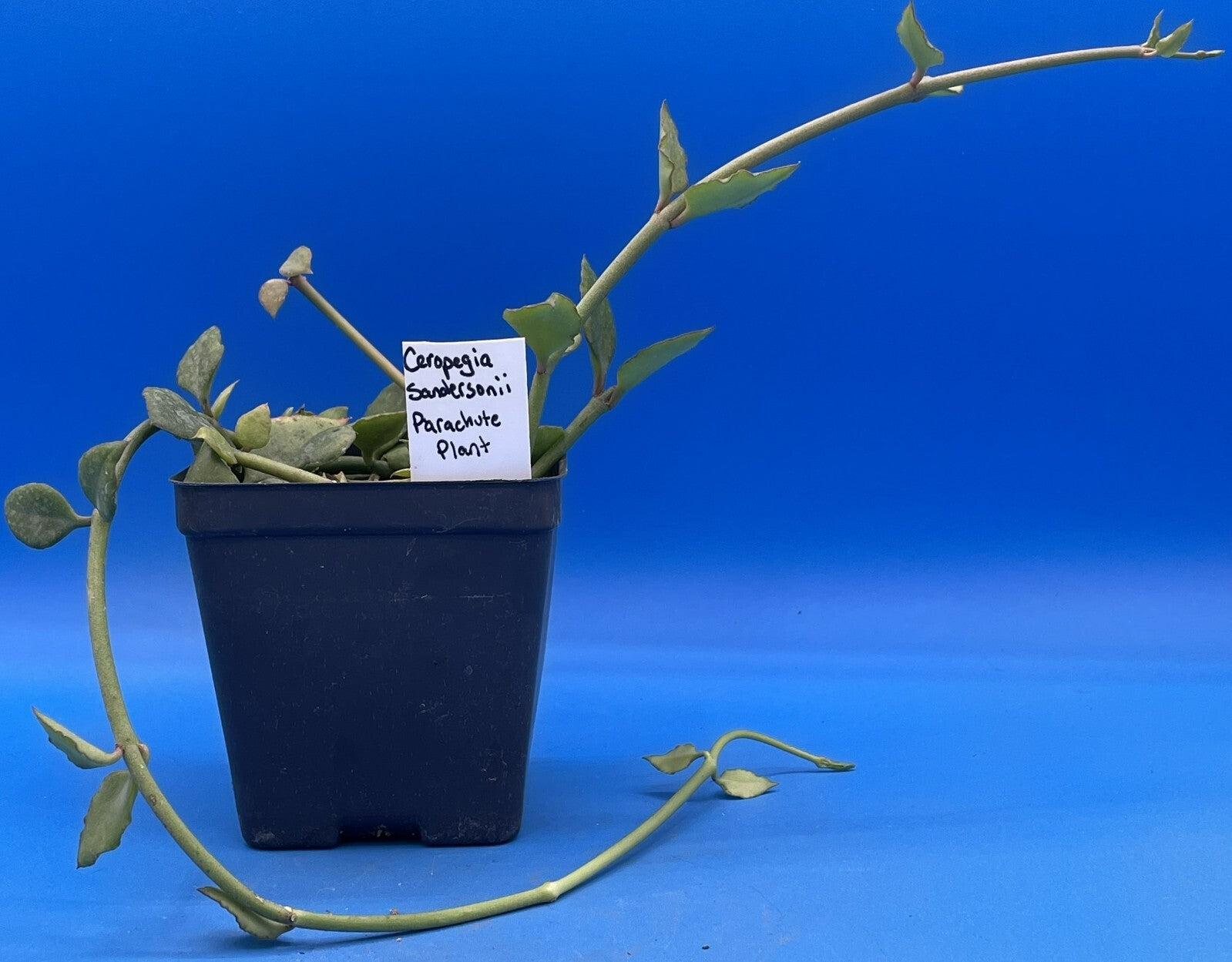 Ceropegia Sandersonii 3.5" Pot - Well Rooted! Parachute Plant