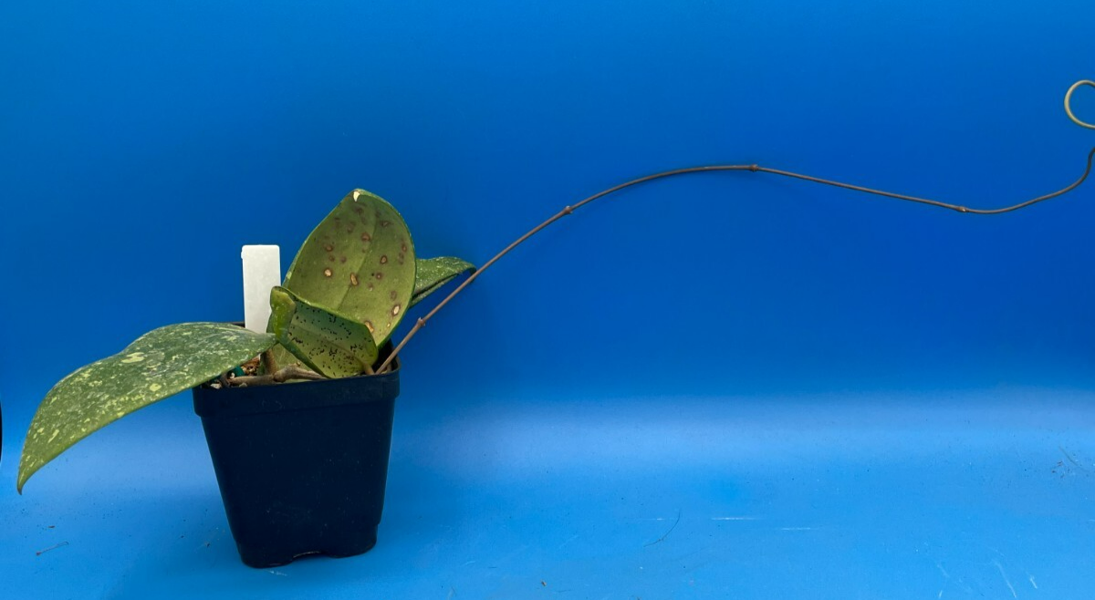 Hoya 'Vietnam AH001'  RARE! Exact Plant! Rooted  Grown In 3.5" Pot (2)