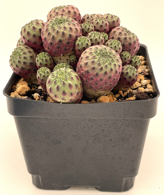 Sulcorebutia rauschii f. violacidermis Cactus 4.5" Pot -Multi Headed Very Happy!