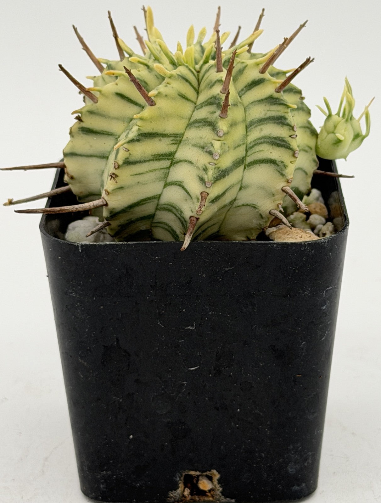 Euphorbia Meloformis Variegated Well Rooted In 2" Pot - Healthy & Easy   Pachyfolia Plants