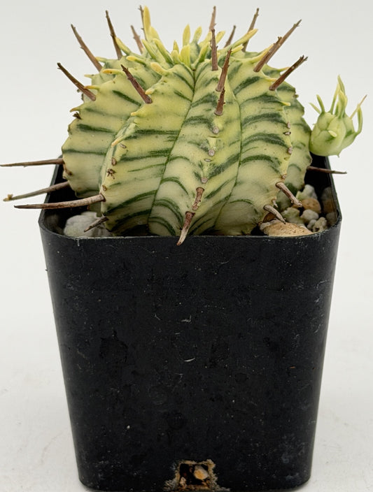 Euphorbia Meloformis Variegated Well Rooted In 2" Pot - Healthy & Easy To Grow