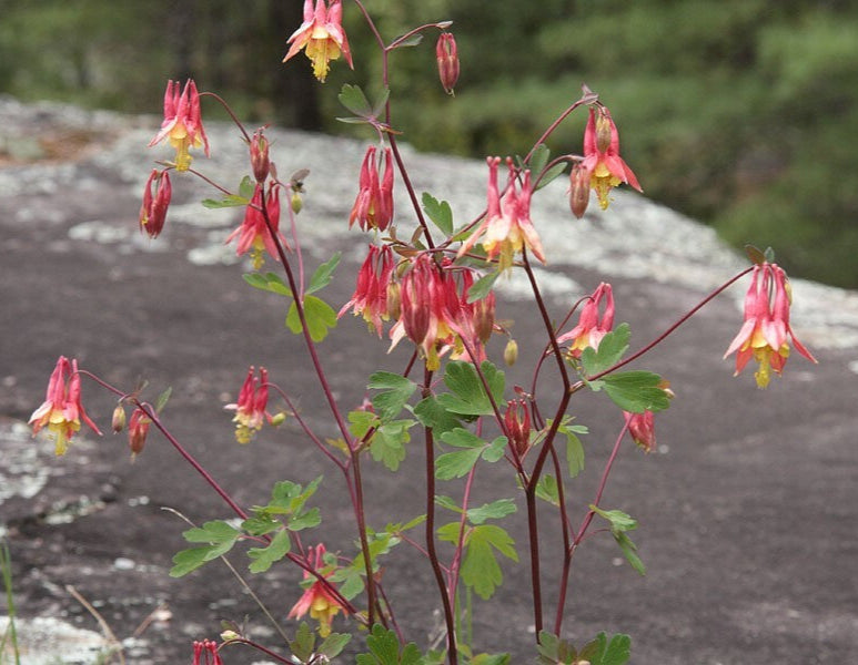 Eastern Red Columbine Live Plant 3" Starter Pot - Aquilegia Canadensis