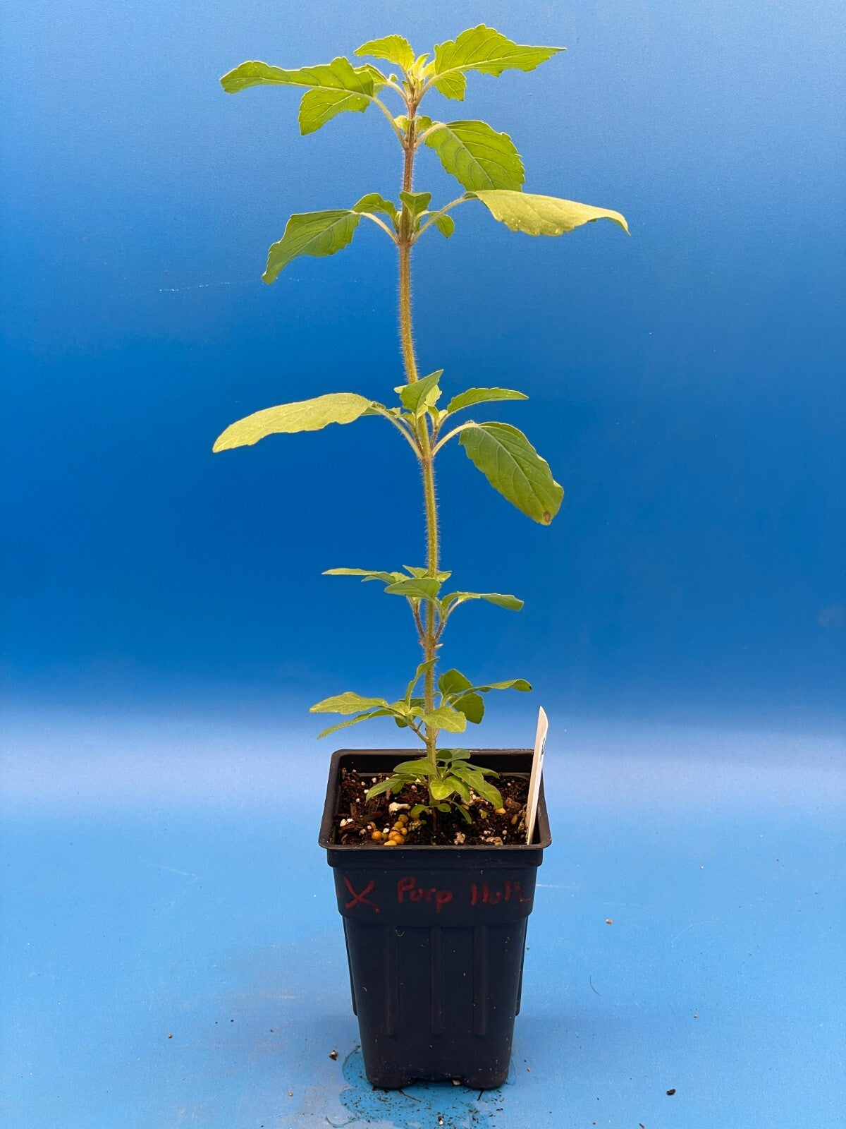 Tulsi, Rama - Live Plant 3" Starter Pot - Holy Basil - Ocimum Sanctum