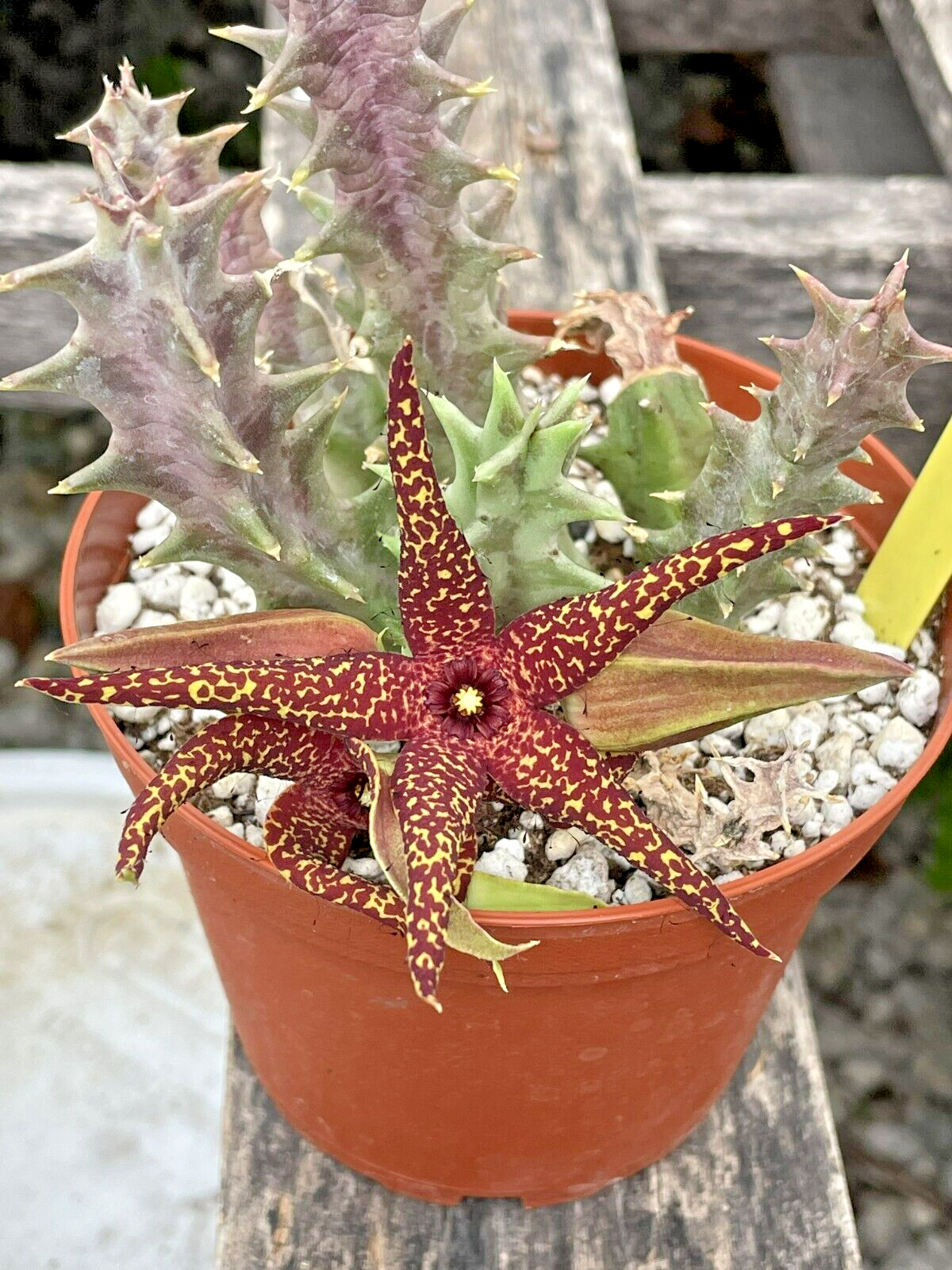 Orbea Lutea Var. Vaga  3.5" Pot WELL ROOTED!