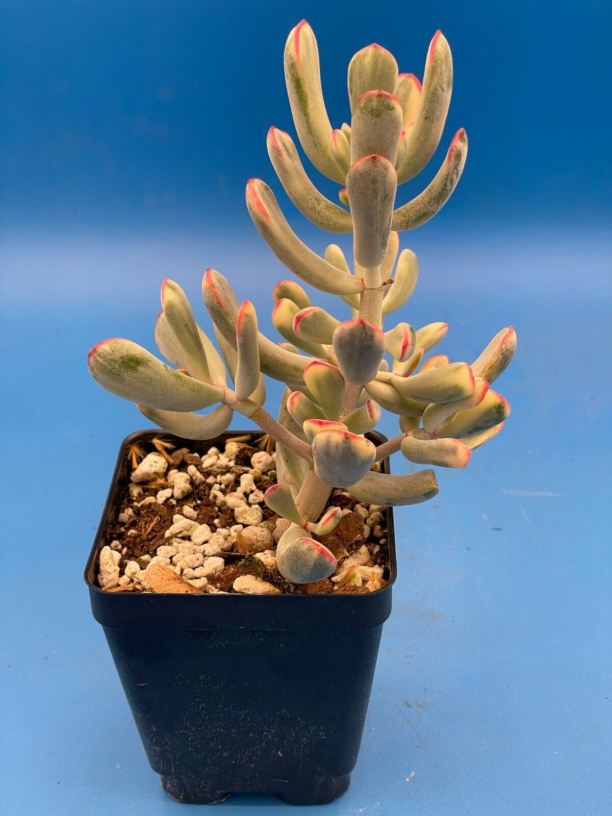 Cotyledon Orbiculata Flanaganii f. variegata! Rare! 3.5" Pot