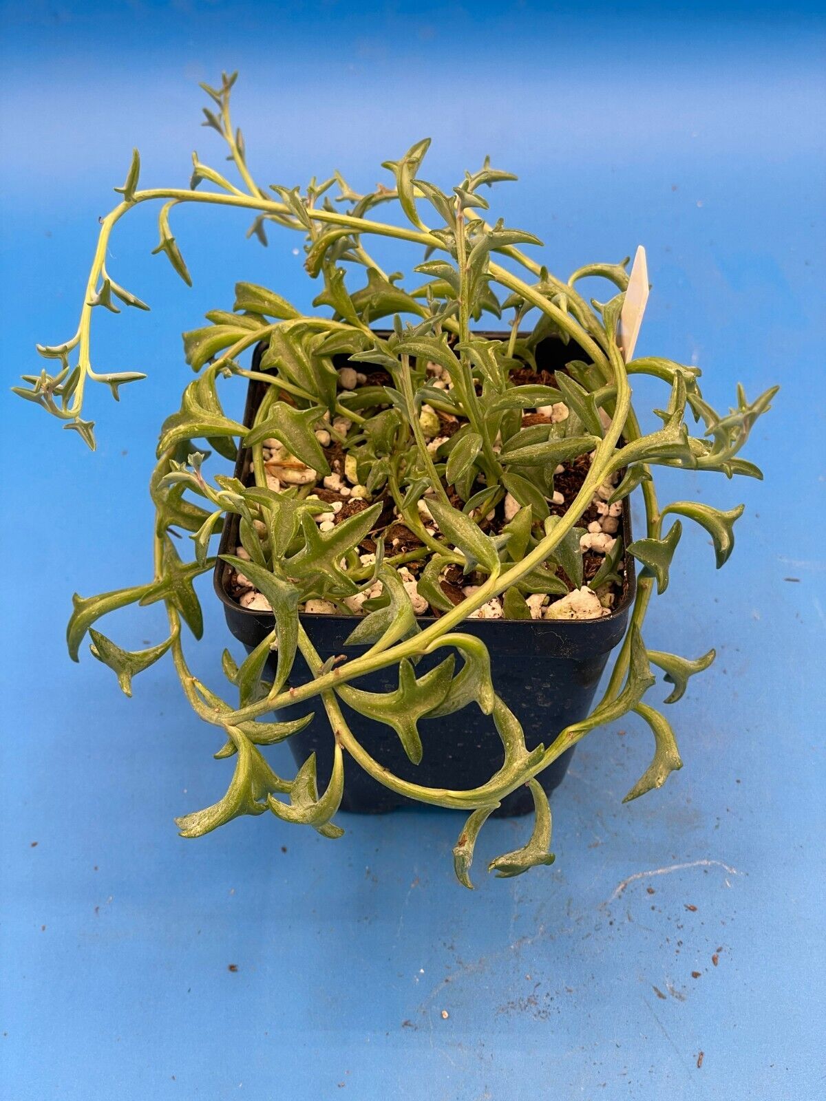 String of Dolphins - Senecio Peregrinus - Ships in 3.5” Pot