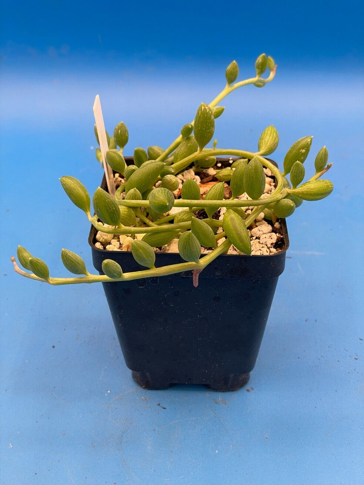 String of Watermelons - Curio herreanus - Ships in 3.5” Pot