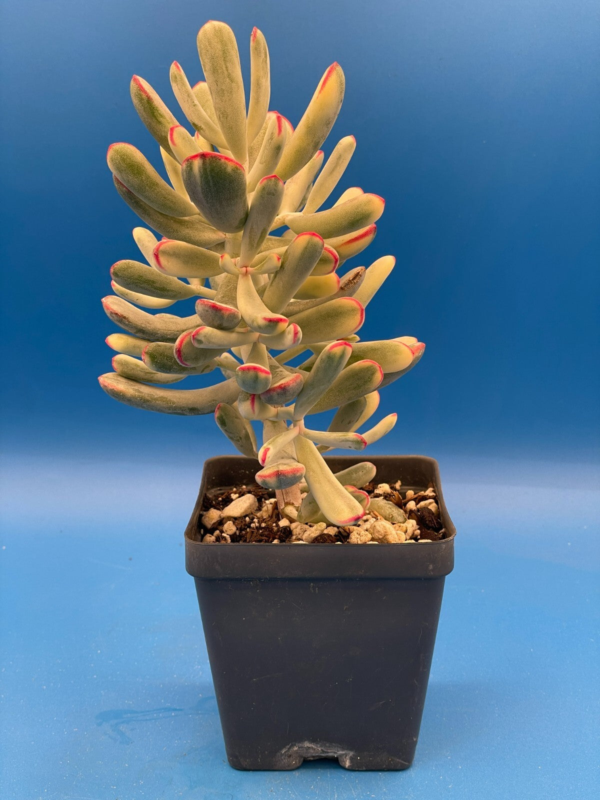 Cotyledon Orbiculata Flanaganii f. variegata! EXACT PLANT! Rare! 3.5" Pot (2)