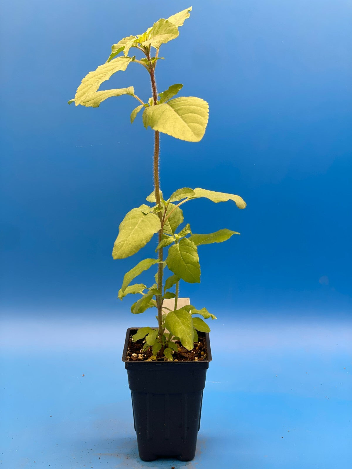 Tulsi, Amrita - Live Plant 3" Starter Pot - Holy Basil - Ocimum Sanctum