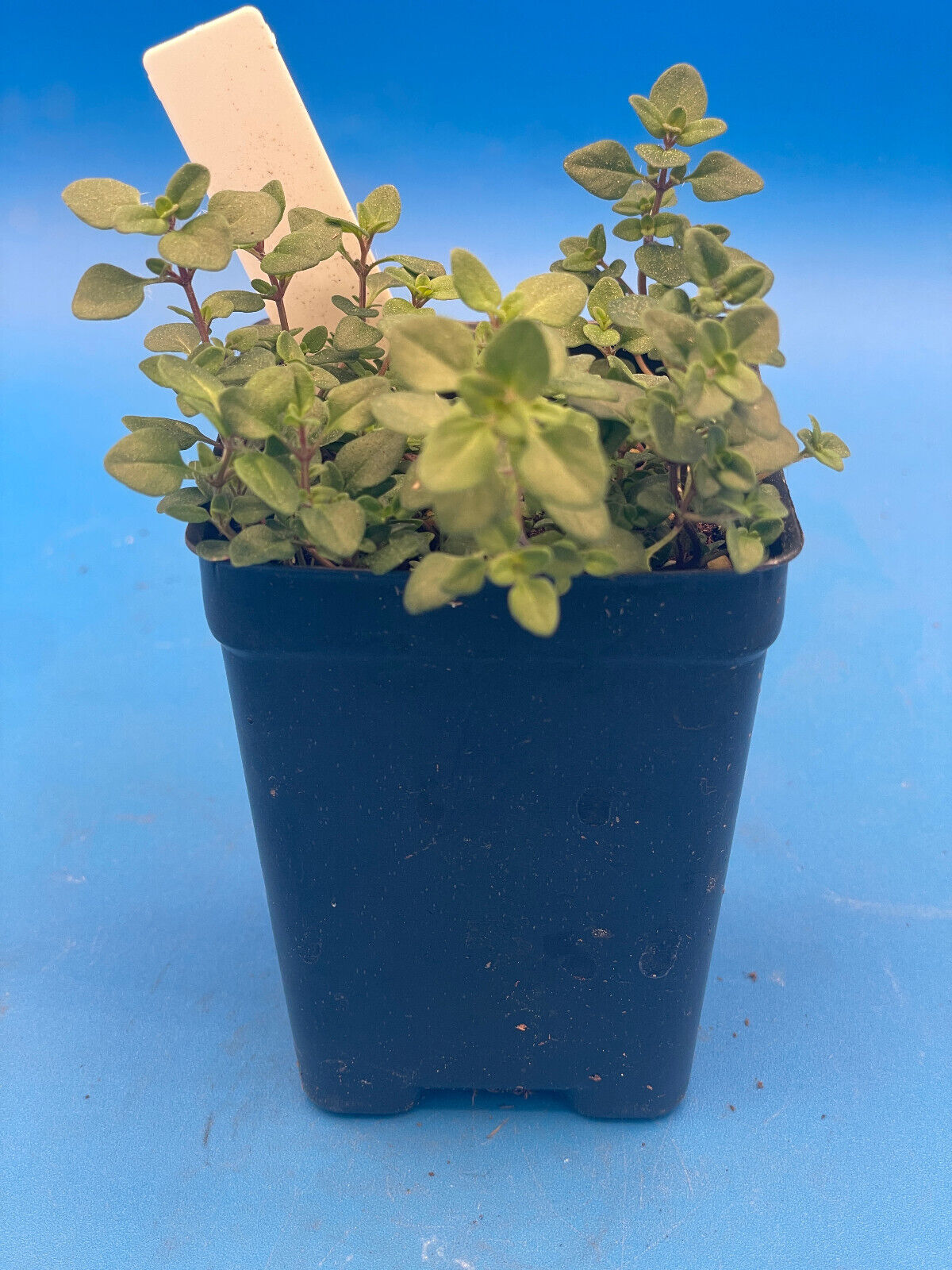 Wild Thyme Live Plant 3" Starter Pot - Thymus praecox