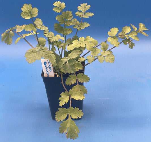 Cilantro Calypso Live Plant 3" Starter Pot - Coriandrum Sativum - Slow To Bolt!
