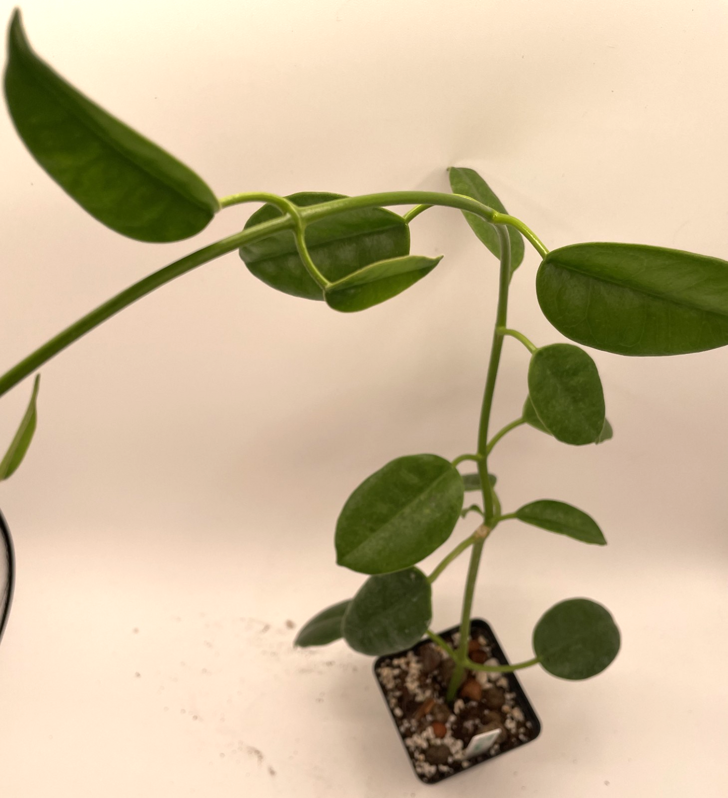 Hoya Ruthie Fully Rooted Grown In 3.5" pot - Eriostemma
