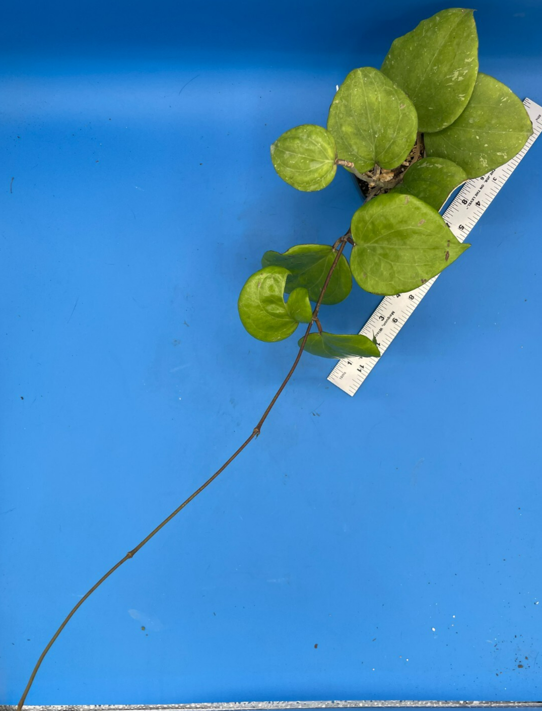 Hoya Balaensis Fully Rooted - Rare Hoyas XL Super Healthy! Grown In 3.5" pot (1)