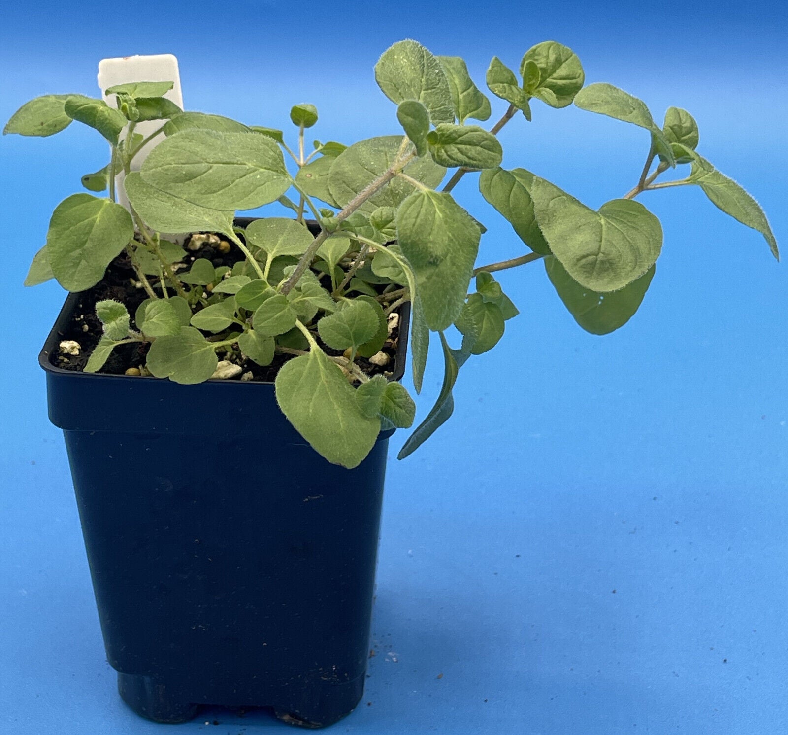 Italian Oregano Live Plant 3" Starter Pot - Origanum vulgare