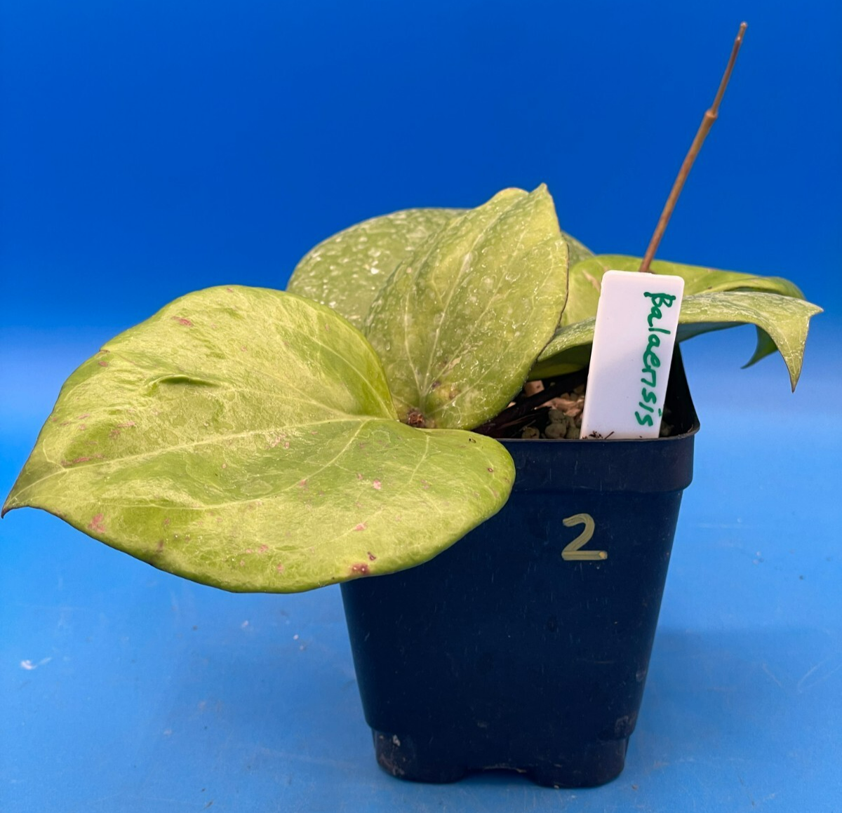 Hoya Balaensis Fully Rooted Rare Hoyas - XL Super Healthy! Grown In 3.5" pot (2)