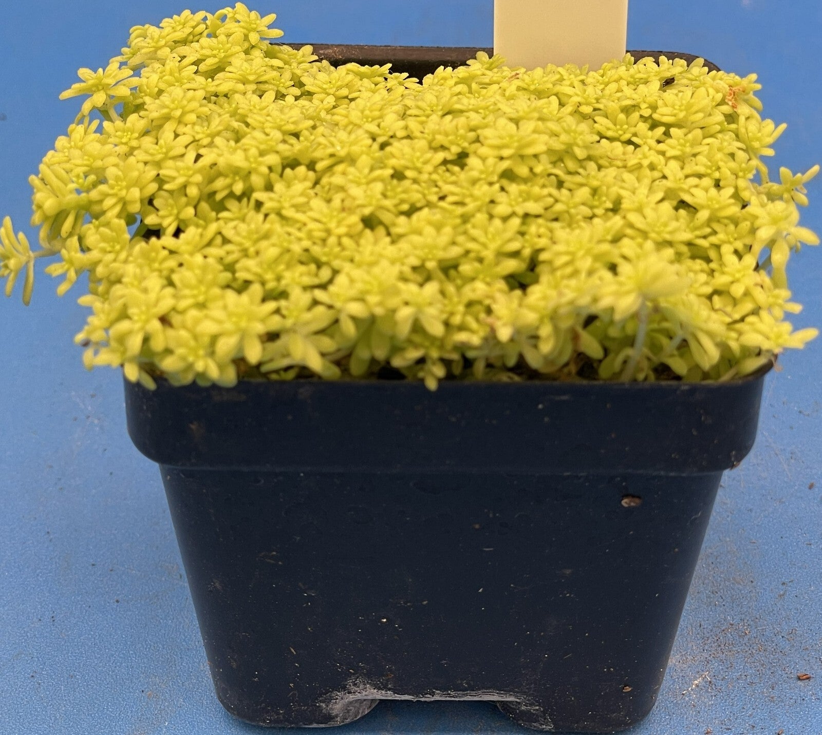 moss like succulent Sedum Gold Moss - Ships in 3” pot