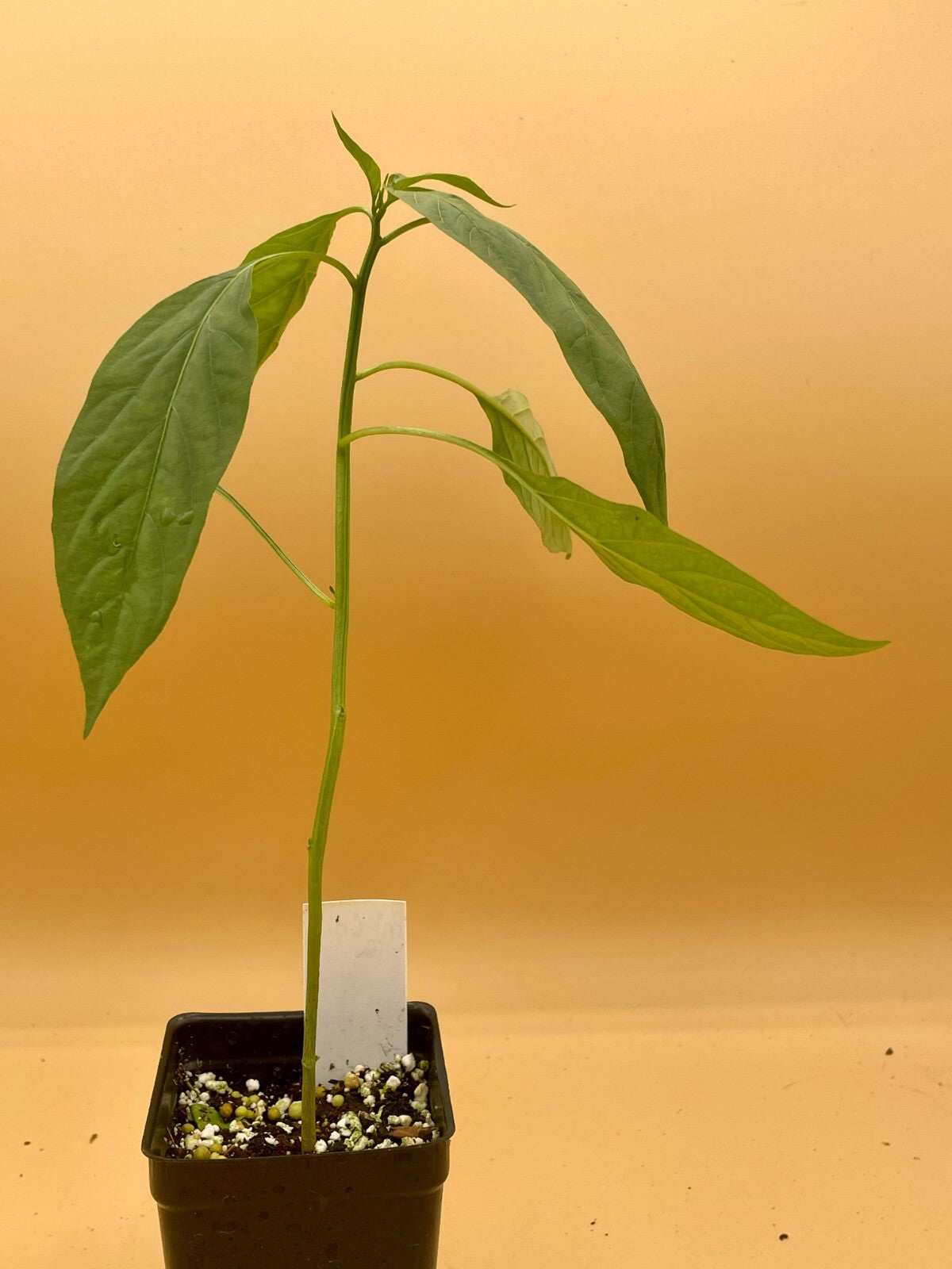 Prik Chi Faa Thai Pepper Live Plant 3" Starter Pot - Capsicum Annuum