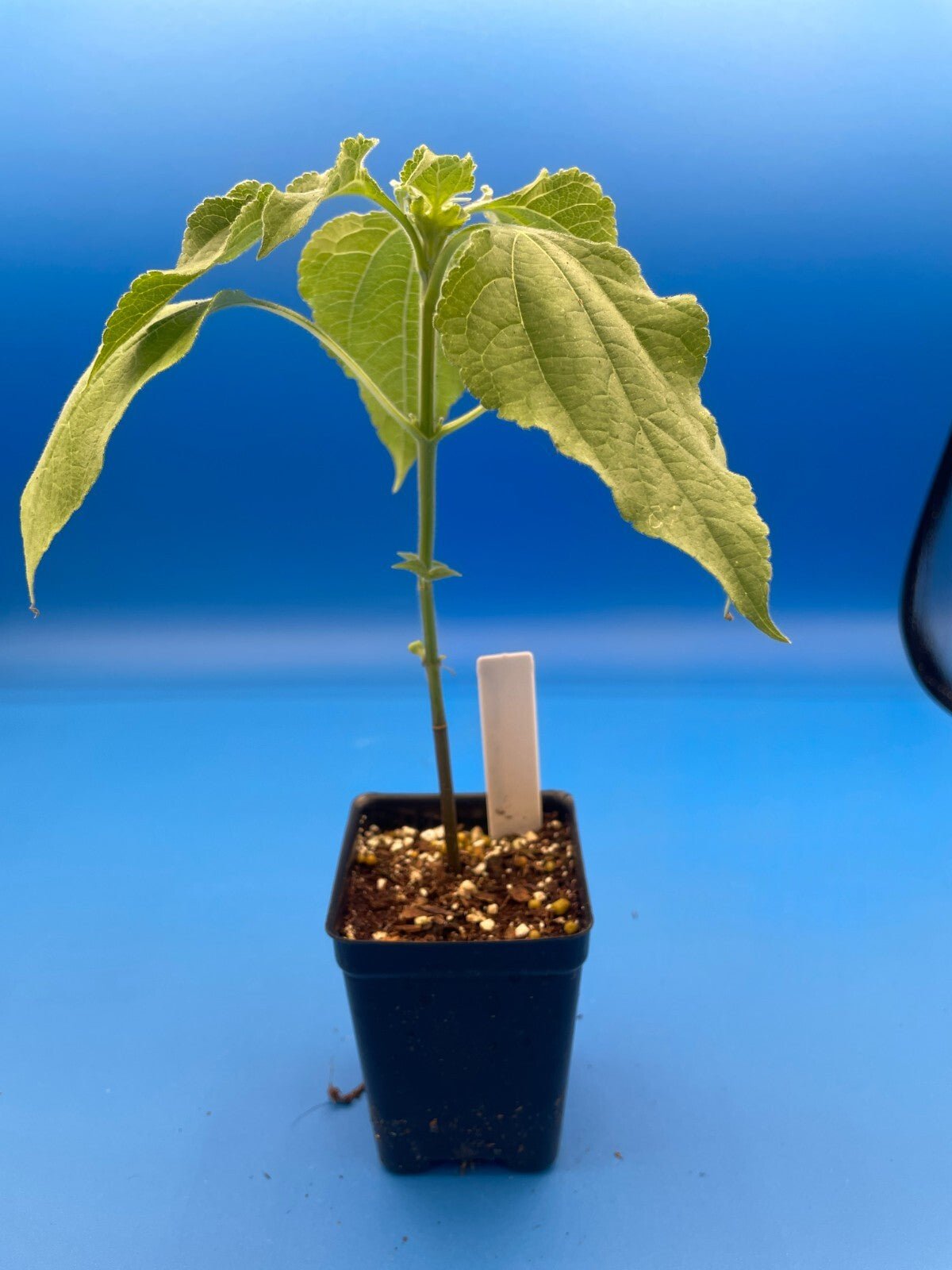 Mexican Sunflower Live Plant 3" Starter Pot - Tithonia Rotundifolia