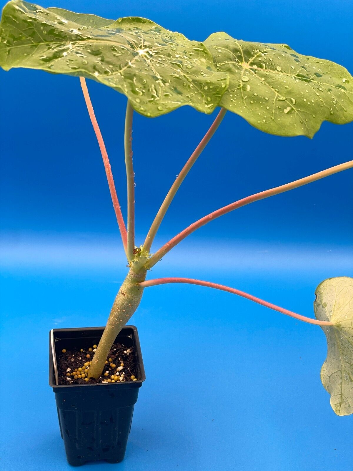 Buddha Belly Jatropha Starter Plant - Jatropha Podagrica Grows Caudex !