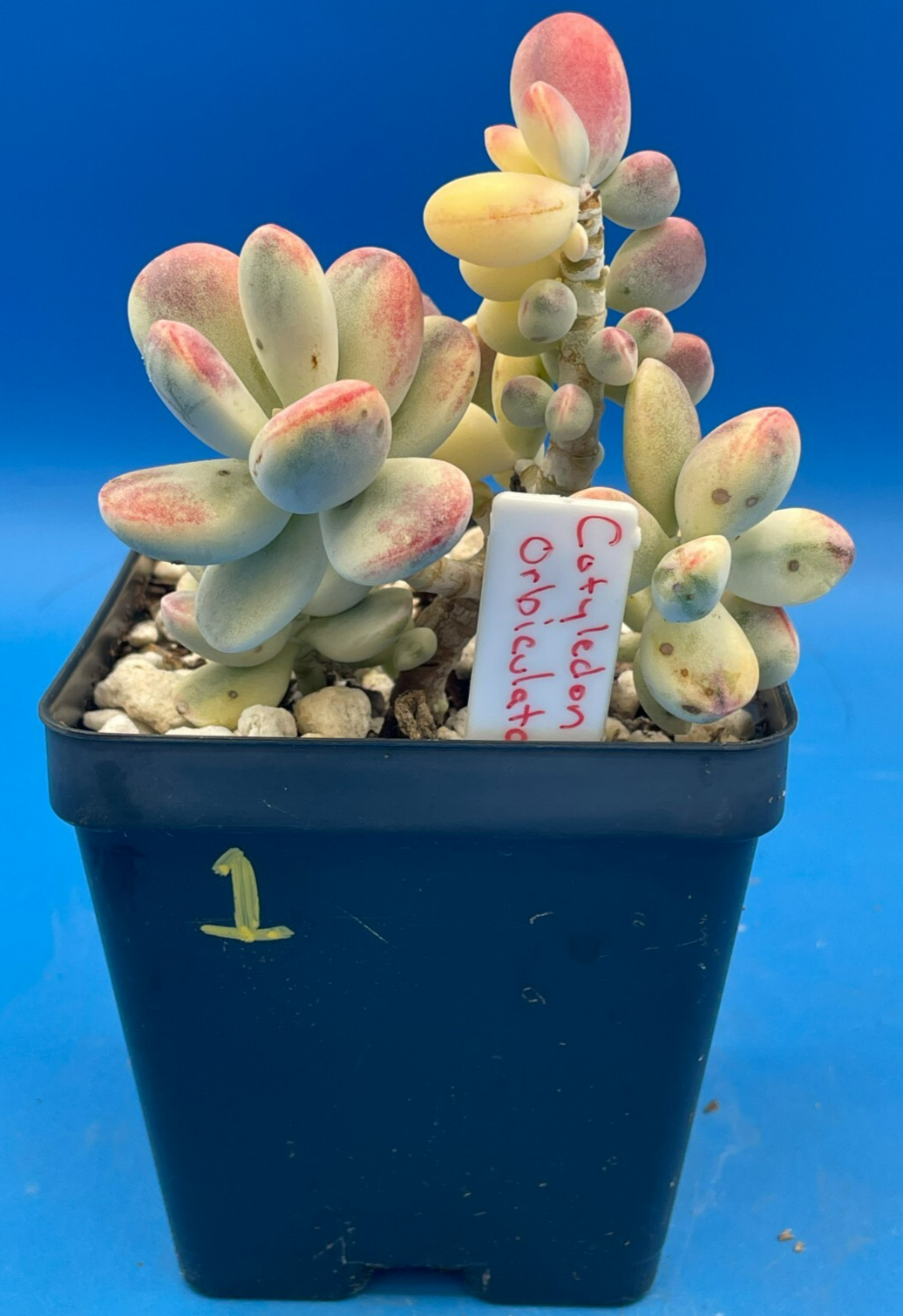 Cotyledon Orbiculata Var Oophylla f. Variegata! EXACT PLANT! Rare! 3.5" Pot (1)