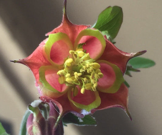 Eastern Red Columbine Live Plant 3" Starter Pot - Aquilegia Canadensis