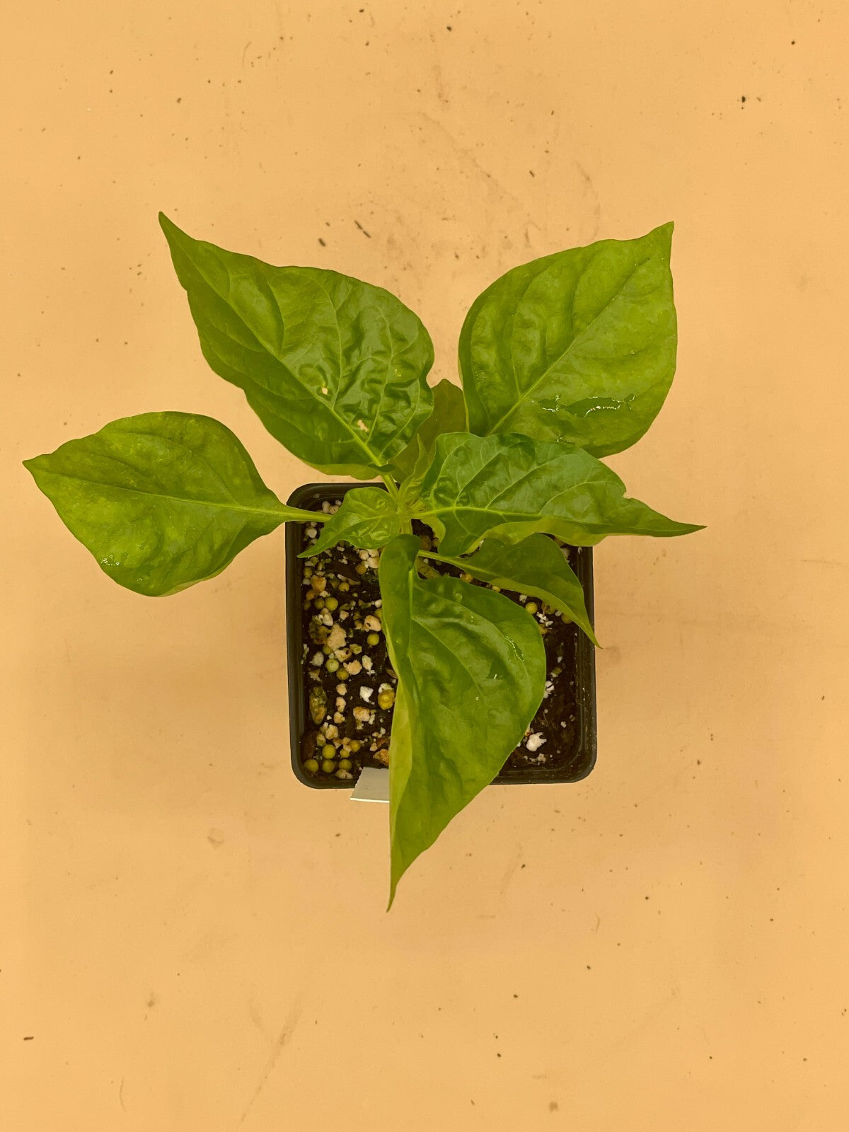 Sweet Datil Pepper Live 3" Starter Plant - Capsicum Chinense - Mild & Fruity!!!