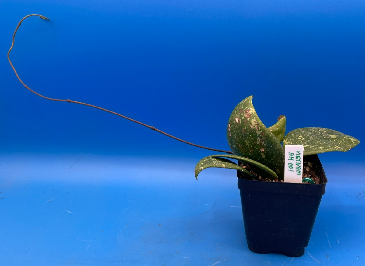 Hoya 'Vietnam AH001'  RARE! Exact Plant! Rooted  Grown In 3.5" Pot (2)