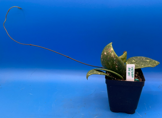 Hoya 'Vietnam AH001'  RARE! Exact Plant! Rooted  Grown In 3.5" Pot (2)