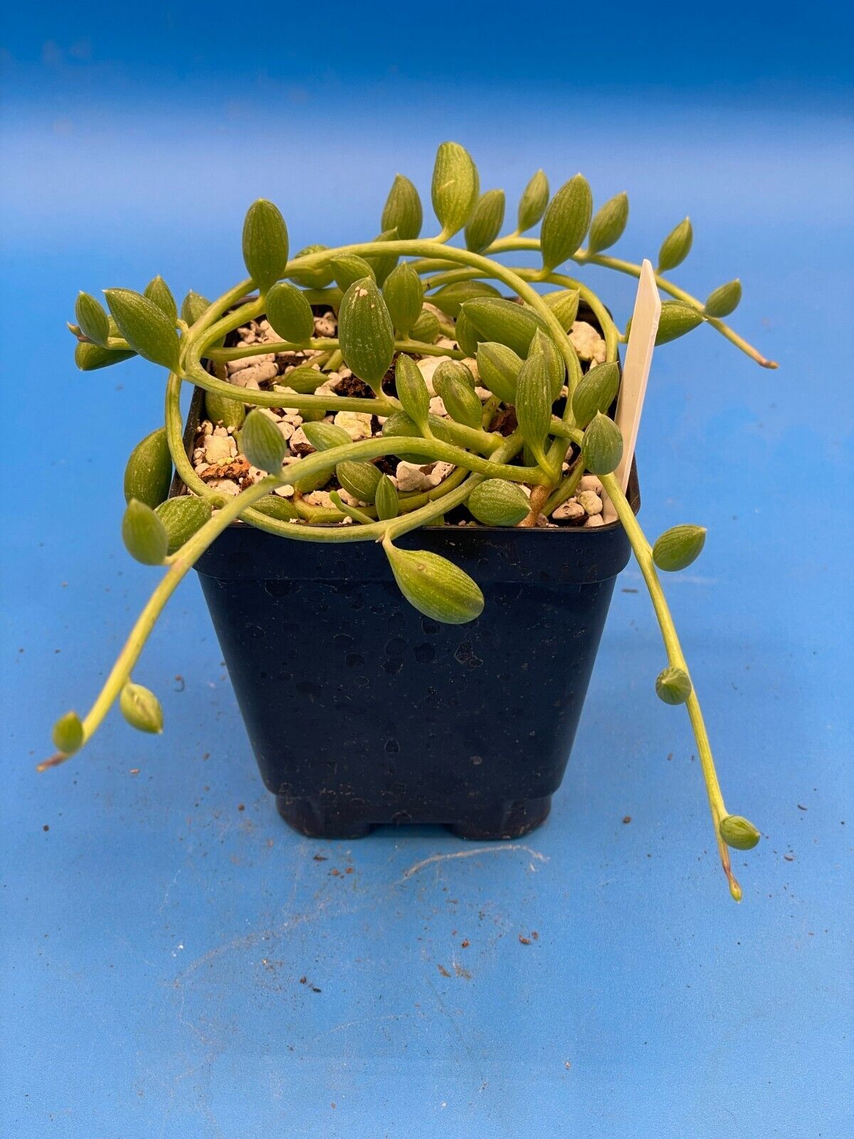 String of Watermelons - Curio herreanus - Ships in 3.5” Pot