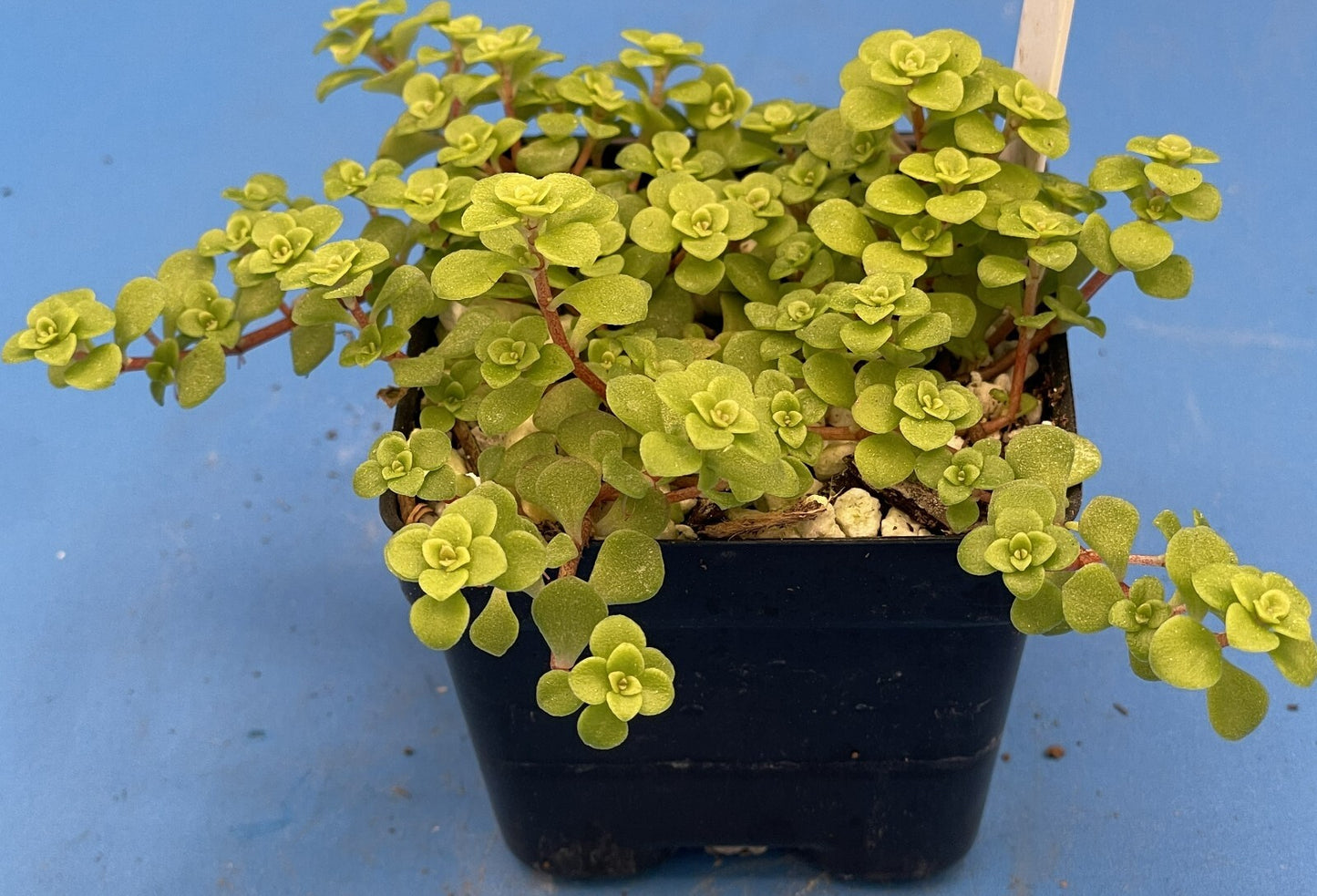 Sedum Ogon - Ships in 3” pot - Rock Gardens, Hanging Baskets, Ground Cover
