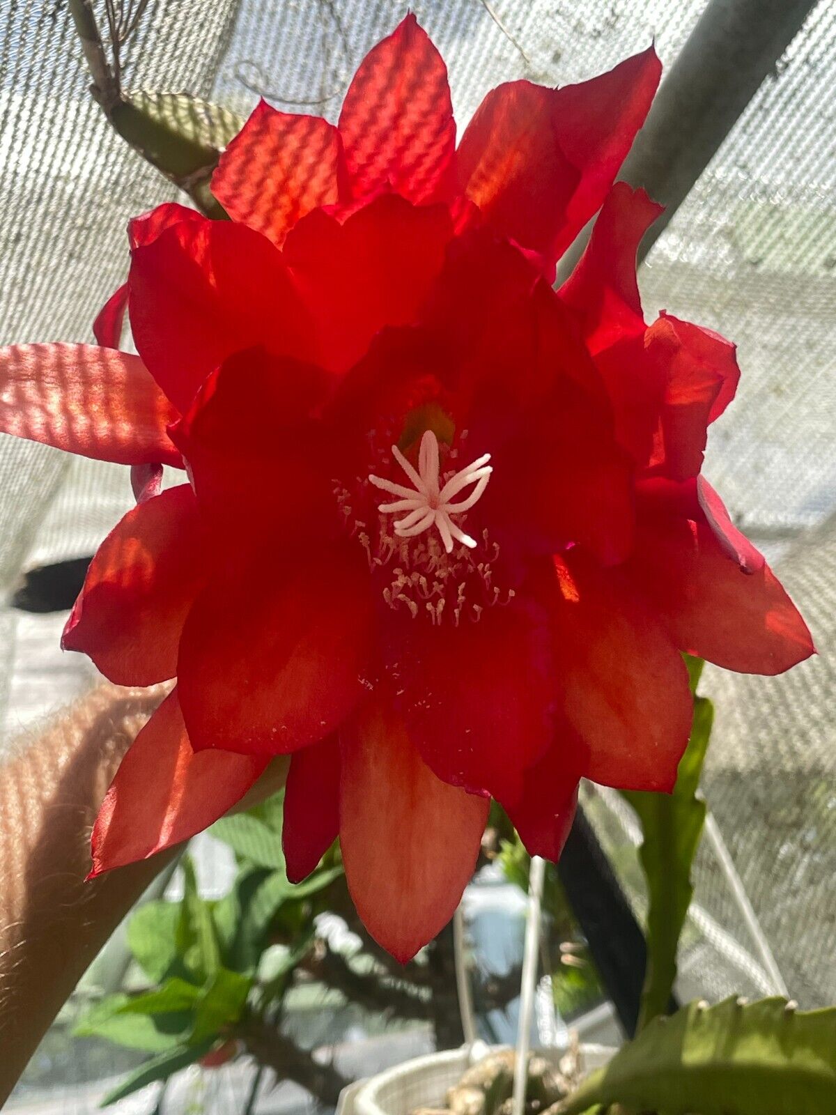 Epiphyllum 'Three Orange' Fully-Rooted Starter Pot