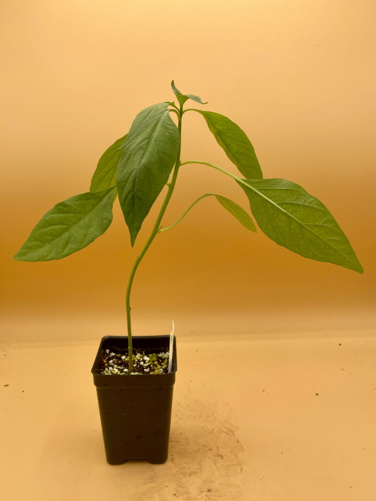 Prik Chi Faa Thai Pepper Live Plant 3" Starter Pot - Capsicum Annuum
