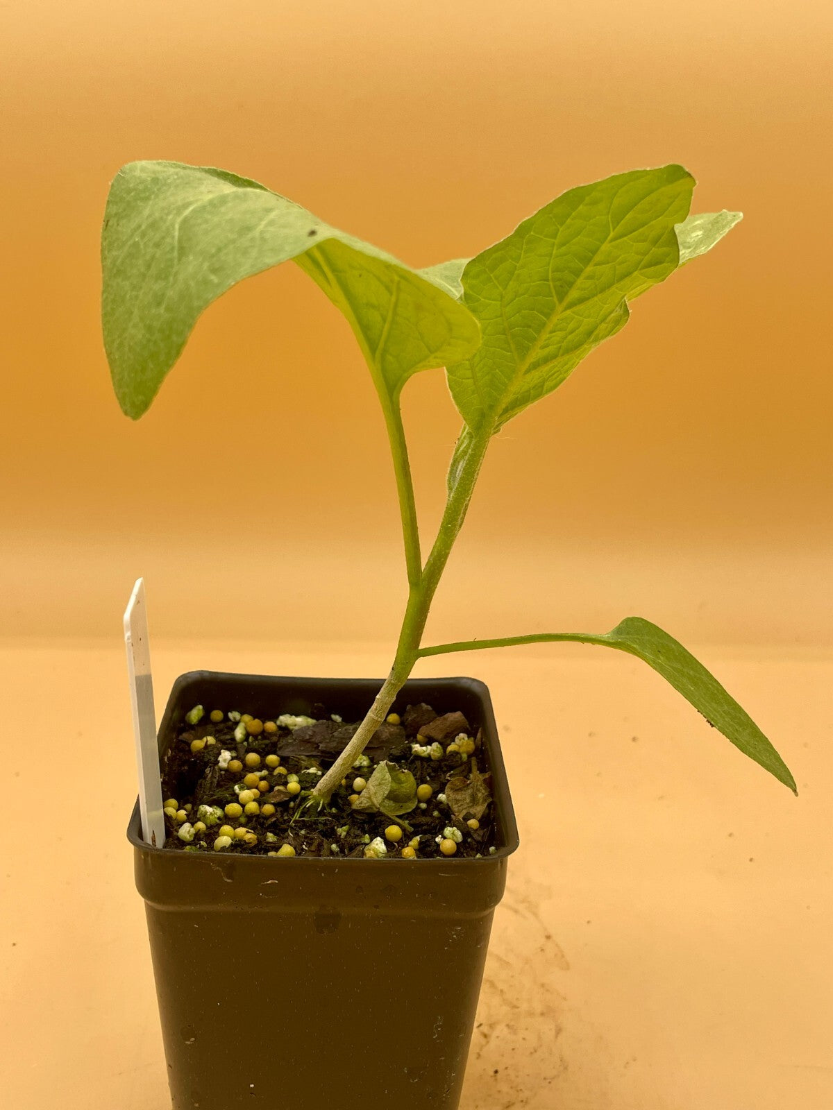 Eggplant, Black Beauty Starter Plant Solanum Melongena ‘Black Beauty’  In 3" Pot