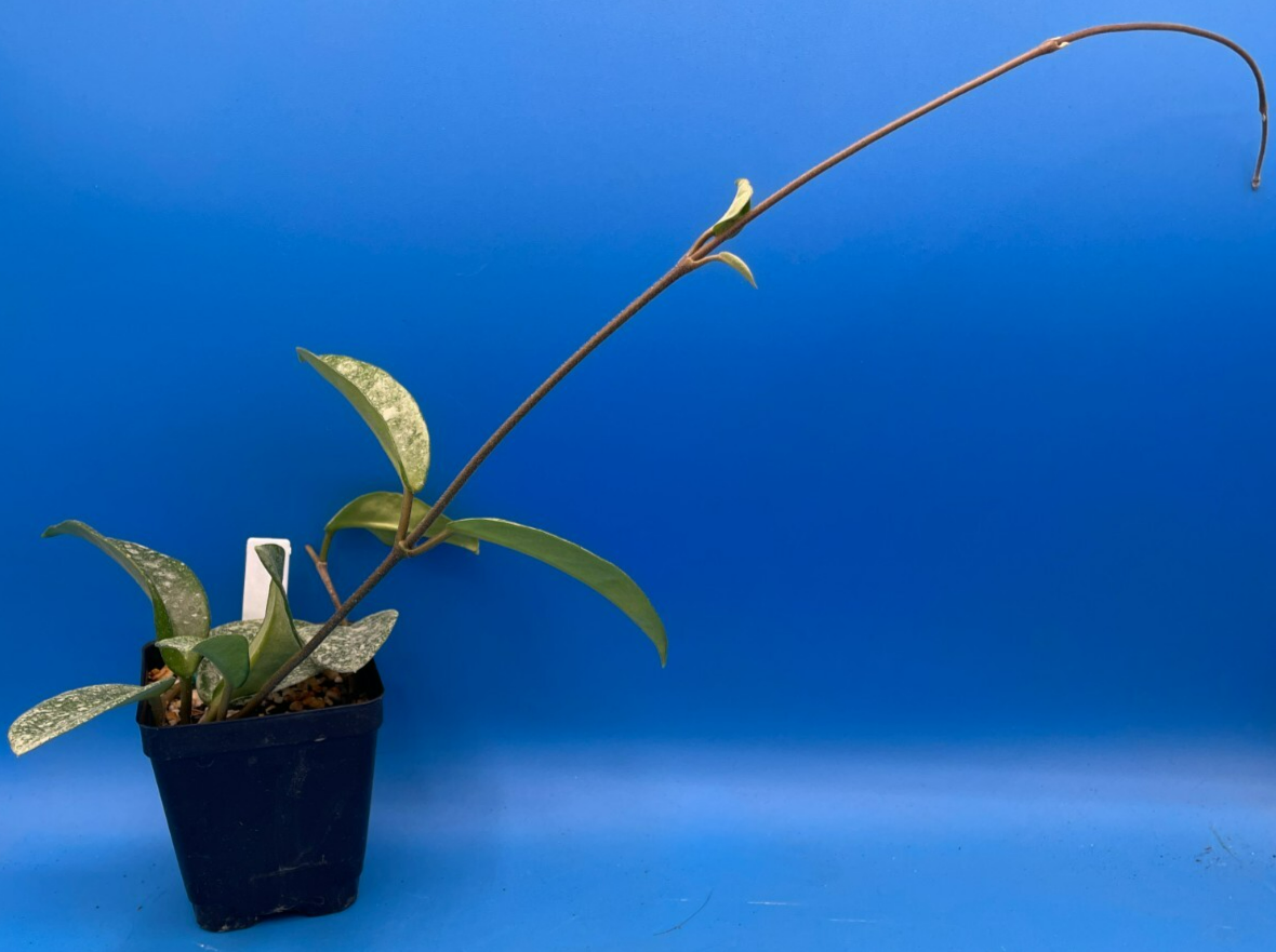 Hoya Carnosa ' Nova Ghost ' - 3.5 Inch Pot Super Healthy and Fully Rooted! (3)