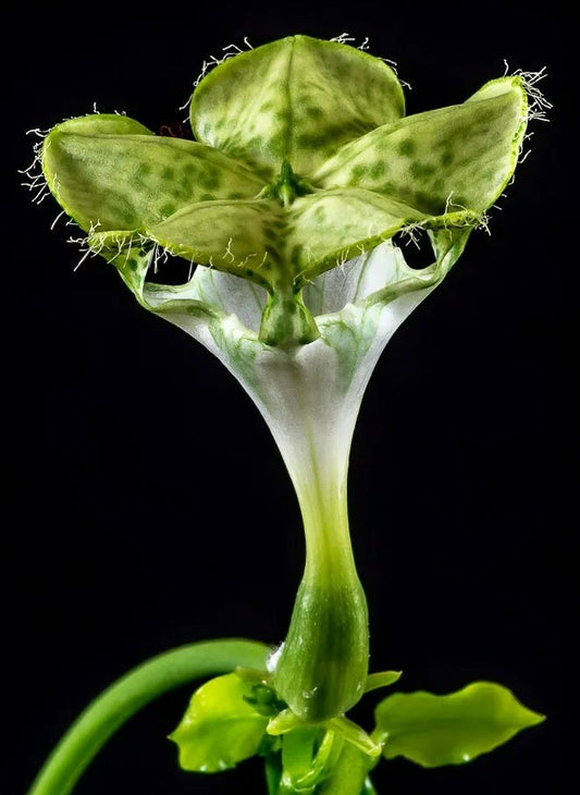 Ceropegia Sandersonii 3.5" Pot - Well Rooted! Parachute Plant