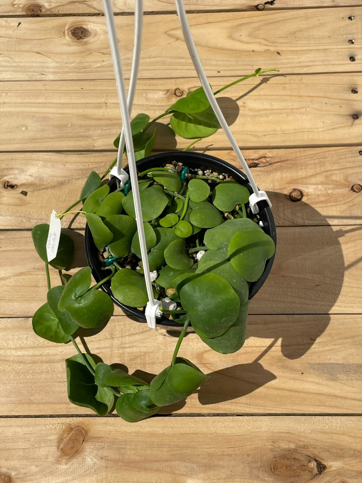 Dischidia Platyphylla - 6” Hanging Basket Pot- Super Healthy!! (1)