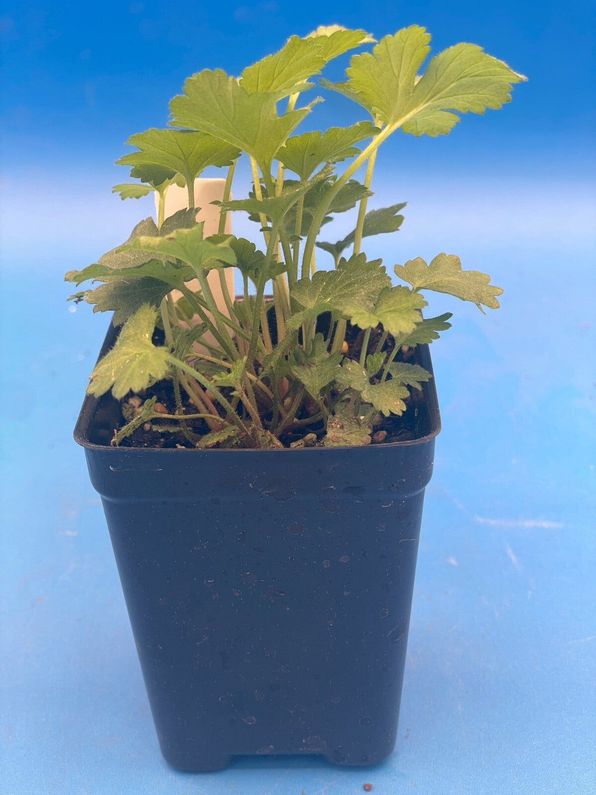 Wood Avens Live Plant 3" Starter Pot - Herb Bennet - Geum Urbanum - Hard to Find