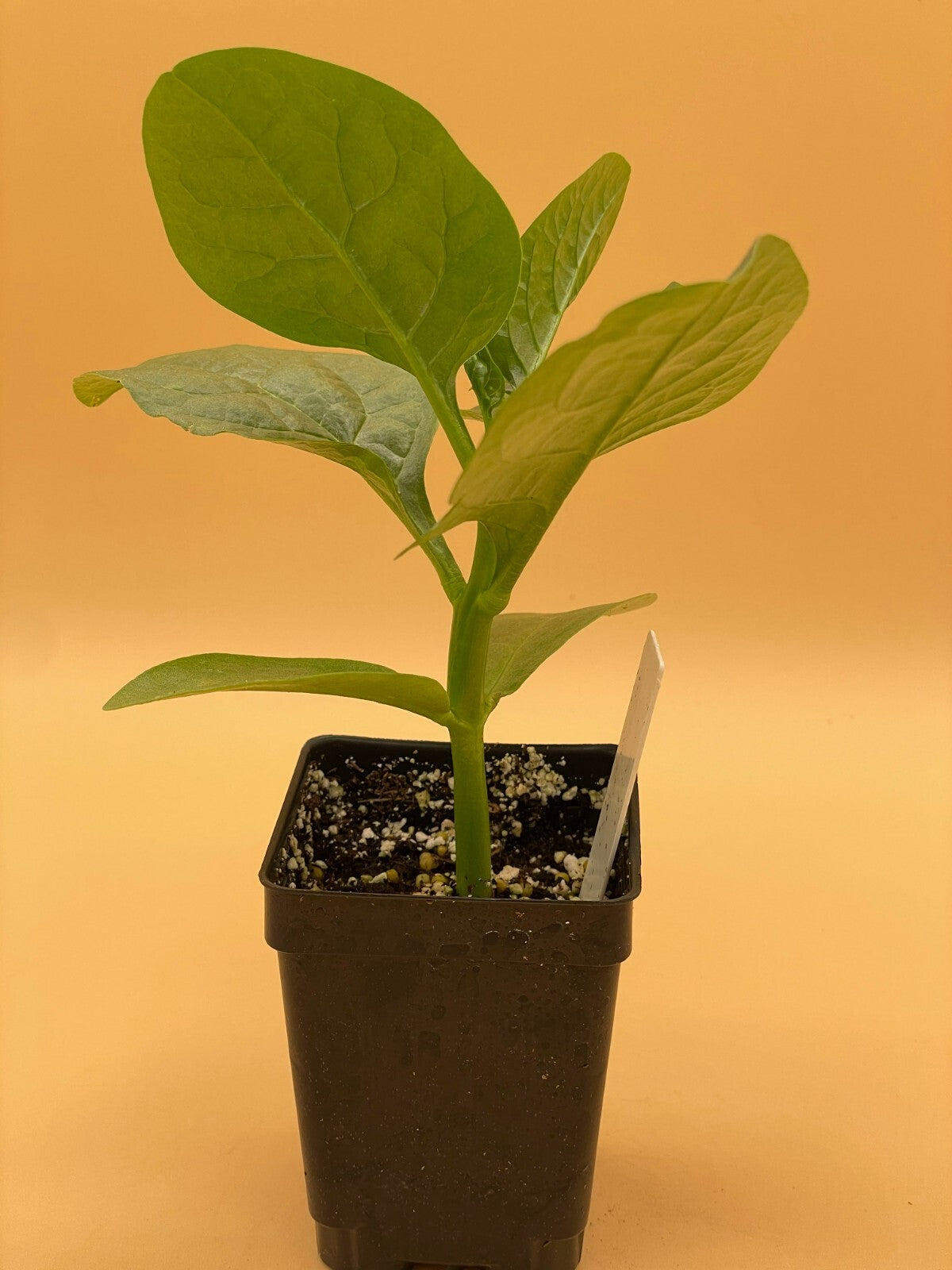 Malabar Spinach Green Live Plant 3" Starter Plant - Basella rubra Alba