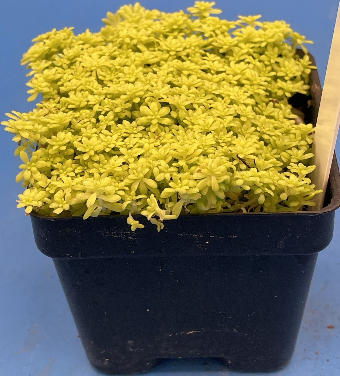 Sedum Gold Moss - Ships in 3” pot - Rock Gardens, Hanging Baskets, Ground Cover
