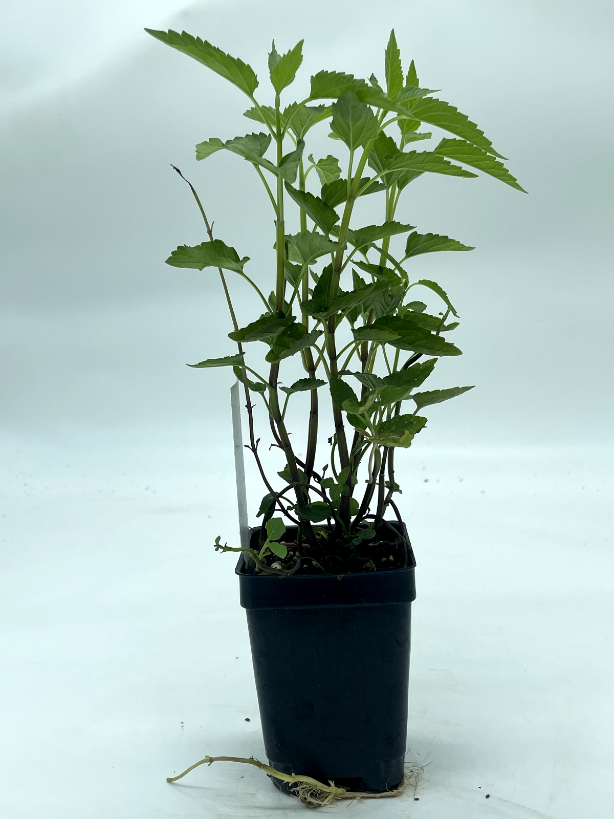 Mad Dog Skullcap Live Plant 3" Starter Pot - Scutellaria lateriflora
