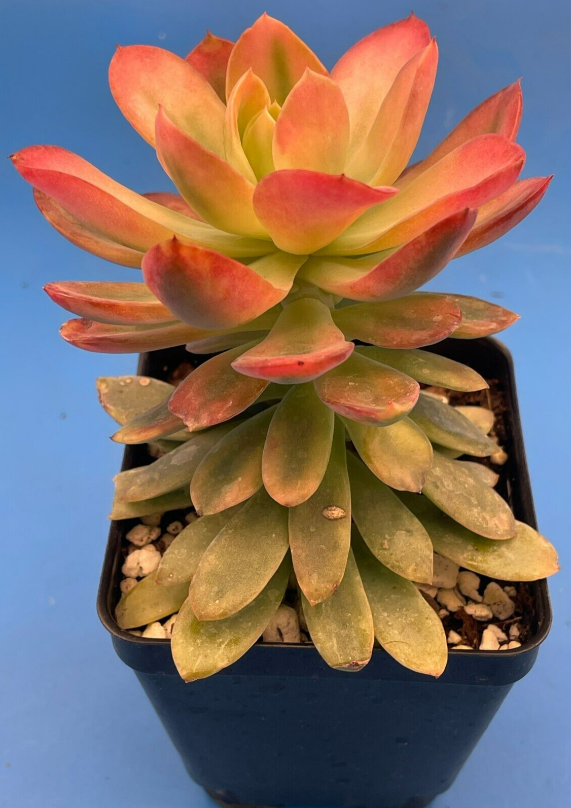 Echeveria Pink Vera Variegated- Hens And Chicks - Makes Pups! 3.5” pot