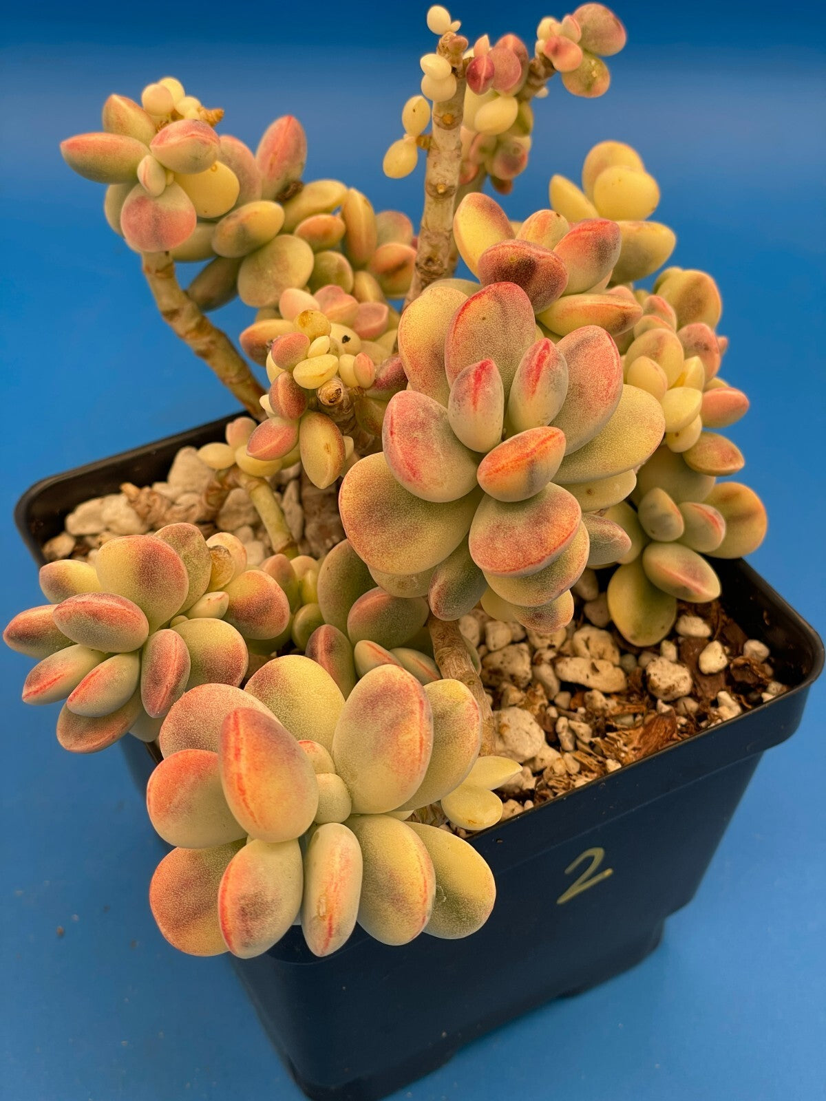 Cotyledon Orbiculata Var Oophylla f. Variegata! EXACT PLANT! Rare! 4.5" Pot (2)